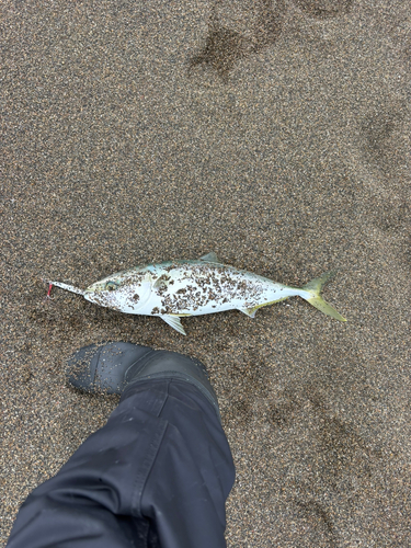 イナダの釣果