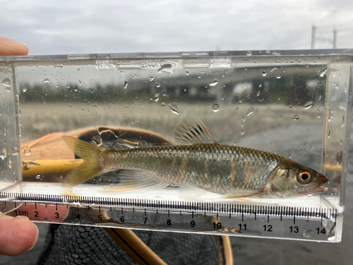 オイカワの釣果