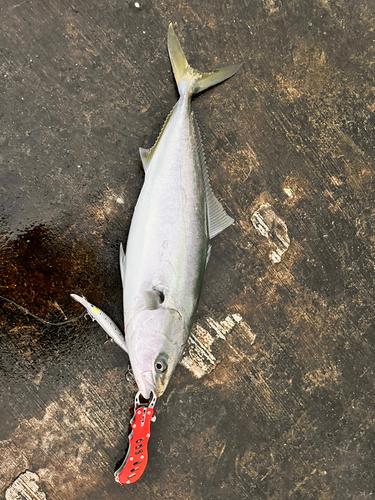 メジロの釣果