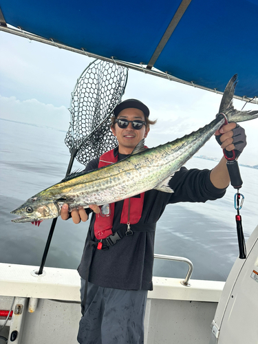 サワラの釣果