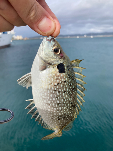 アイゴの釣果