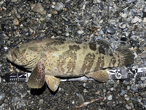 チャイロマルハタの釣果