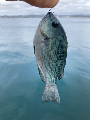 メジナの釣果