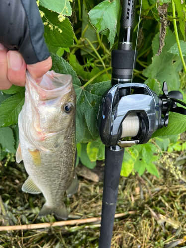 ラージマウスバスの釣果