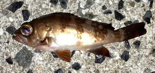 シロメバルの釣果