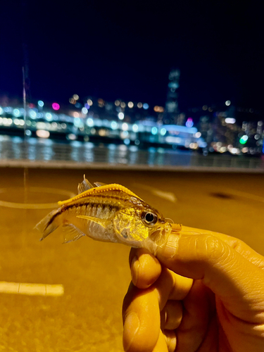 ネンブツダイの釣果