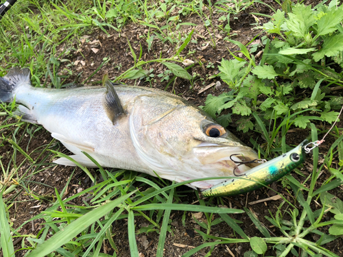 スズキの釣果