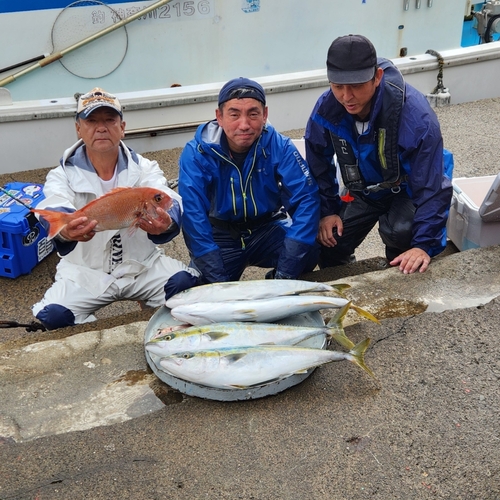 ブリの釣果