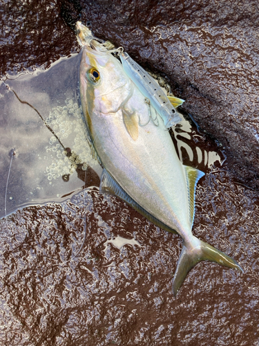 ネイリの釣果