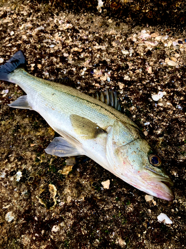 セイゴ（マルスズキ）の釣果