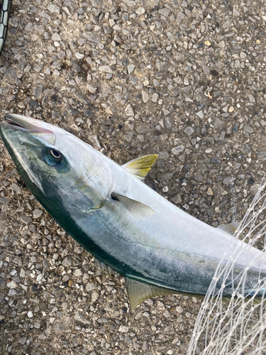 ワカシの釣果