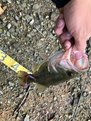 ブラックバスの釣果