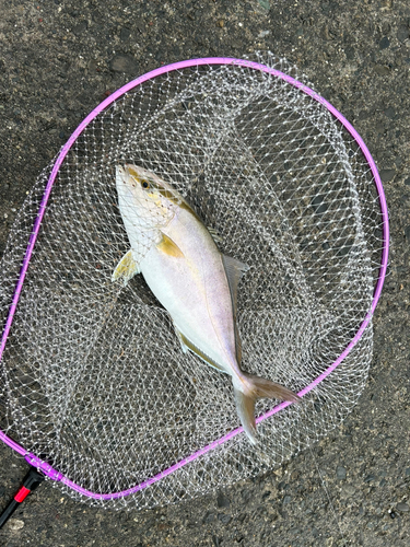 ショゴの釣果