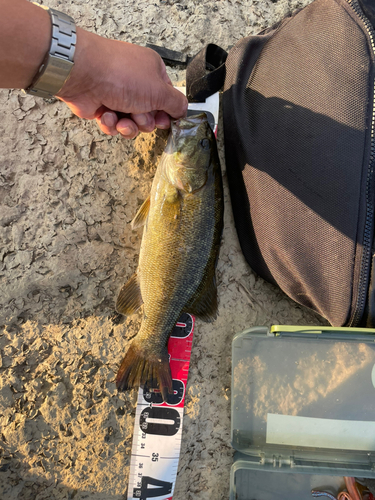 スモールマウスバスの釣果