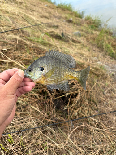 ブルーギルの釣果