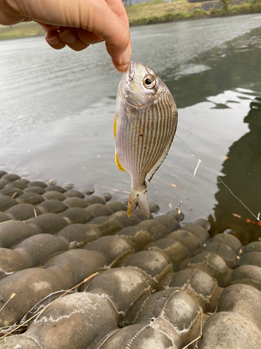 キビレの釣果