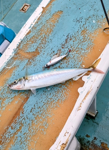 ムロアジの釣果