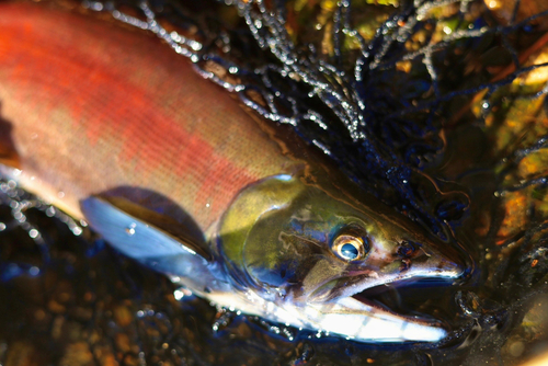 ヒメマスの釣果