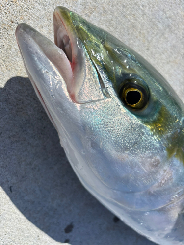 ハマチの釣果