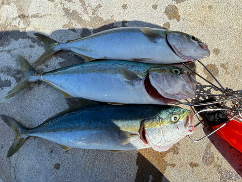 ハマチの釣果