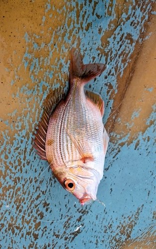 キダイの釣果