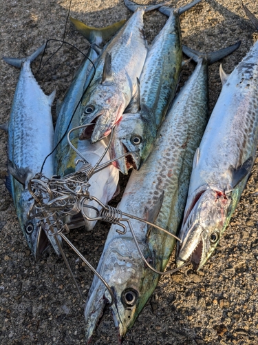 サゴシの釣果