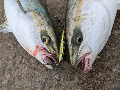 ハマチの釣果