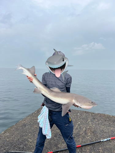 サメの釣果