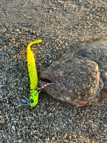 ヒラメの釣果