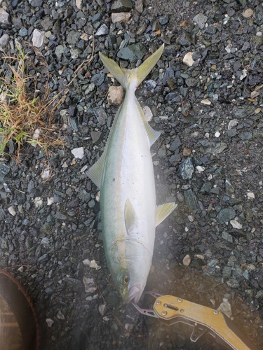 ツバスの釣果