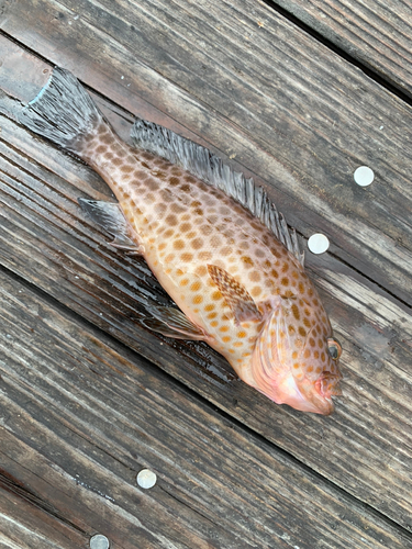 オオモンハタの釣果