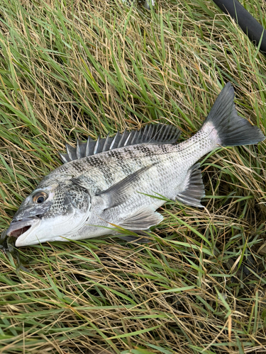 キビレの釣果