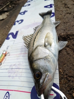 スズキの釣果