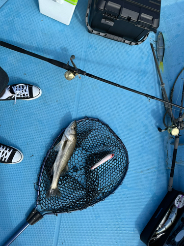 スズキの釣果