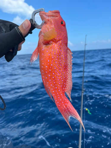 オジロバラハタの釣果