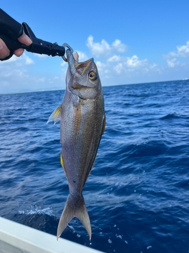 イシフエダイの釣果