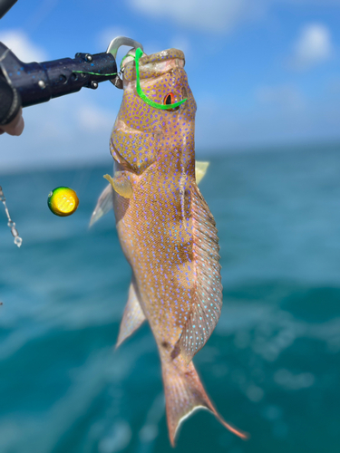 オジロバラハタの釣果