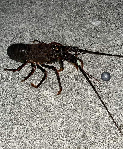 イセエビの釣果