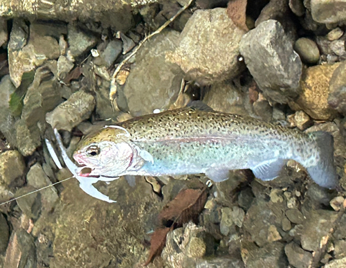 ニジマスの釣果