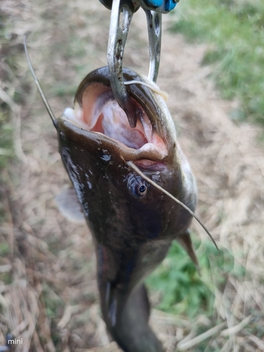 ナマズの釣果