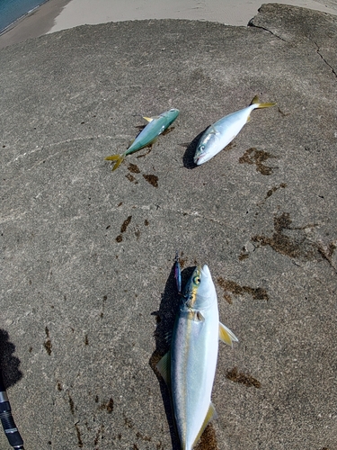 イナダの釣果