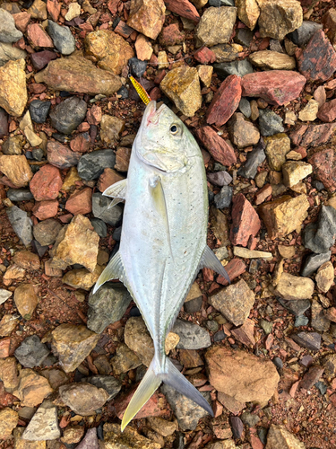 オニヒラアジの釣果