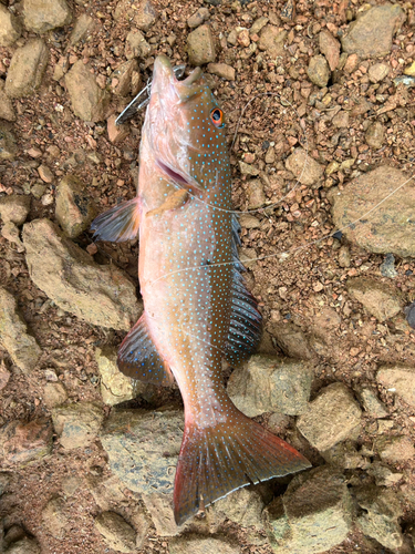 スジアラの釣果