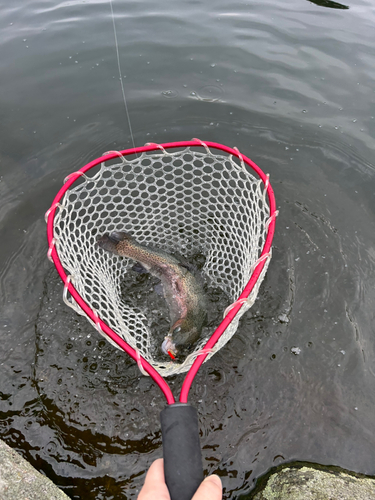 ニジマスの釣果