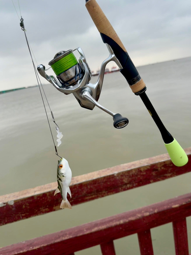 シマフグの釣果