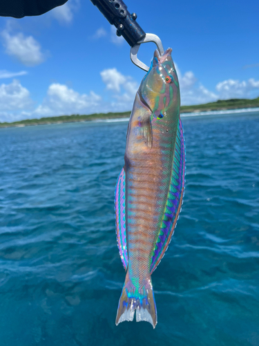 ニシキベラの釣果