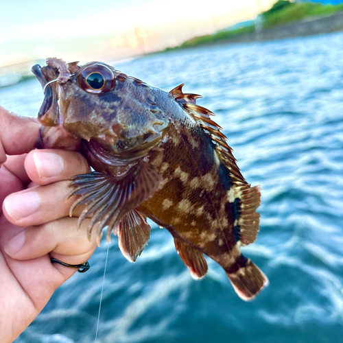 カサゴの釣果