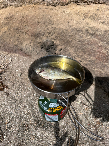 アイゴの釣果