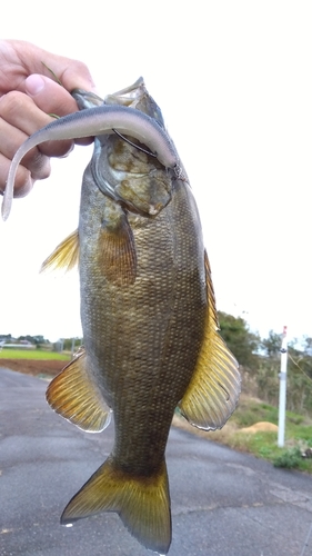 スモールマウスバスの釣果