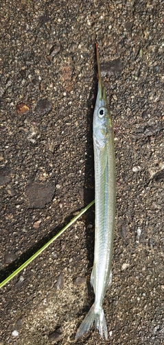 サヨリの釣果